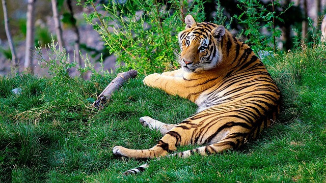 kanha national park