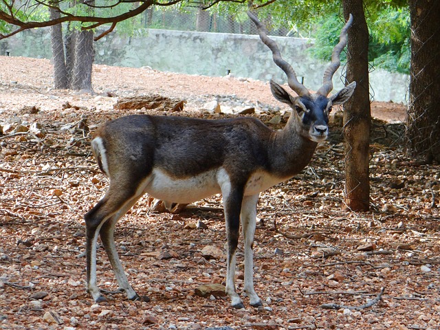 velavadar blackbuck national park