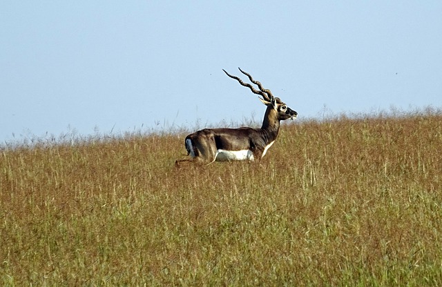 velavadar blackbuck national park