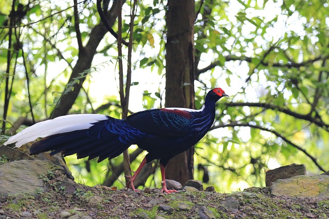 birds watching areas in taiwan