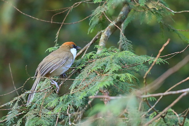 birds watching areas in taiwan