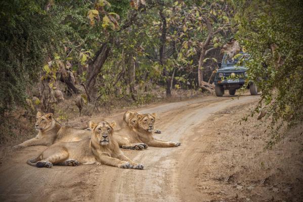 gir national park gujarat