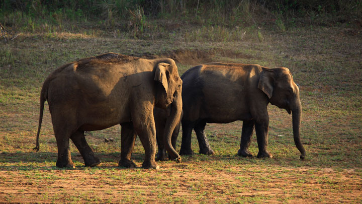 periyar national park kerala