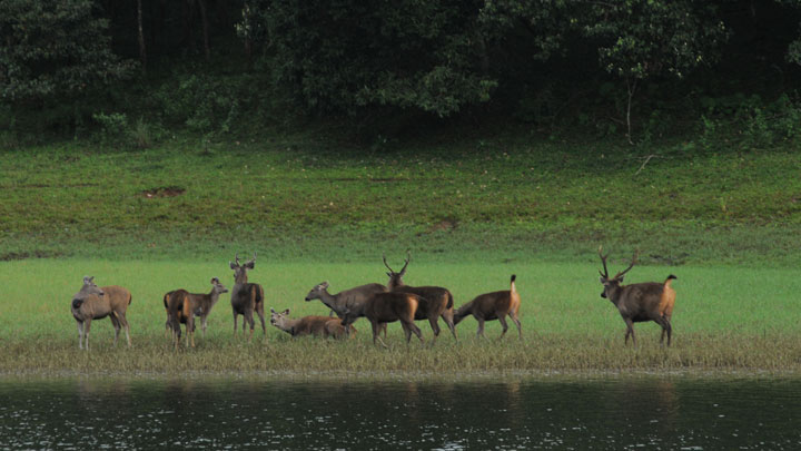 periyar national park kerala