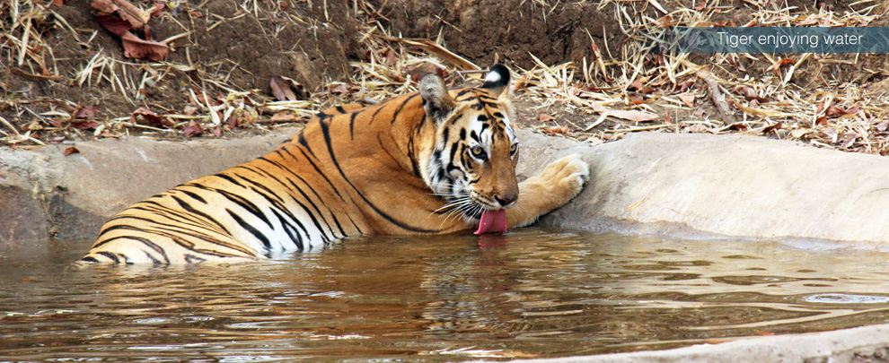 tadoba national park maharashtra