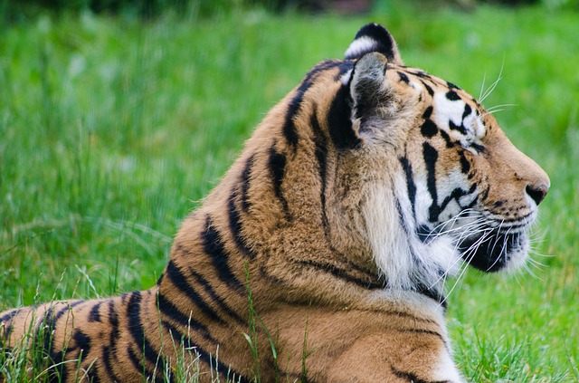 kanha national park