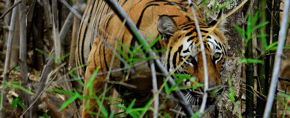 tadoba national park maharashtra