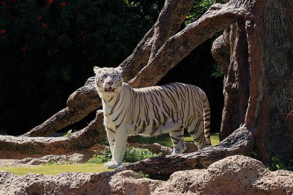 safari world bangkok and marine park tour