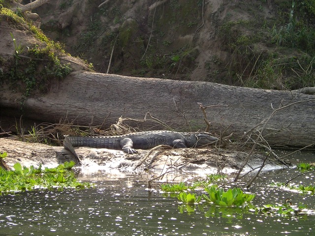 chitwan national park nepal